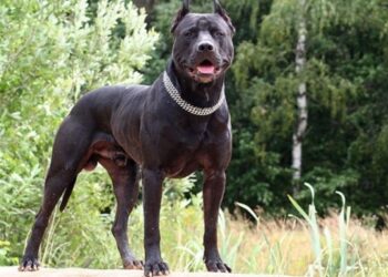 Black Panther Pitbull