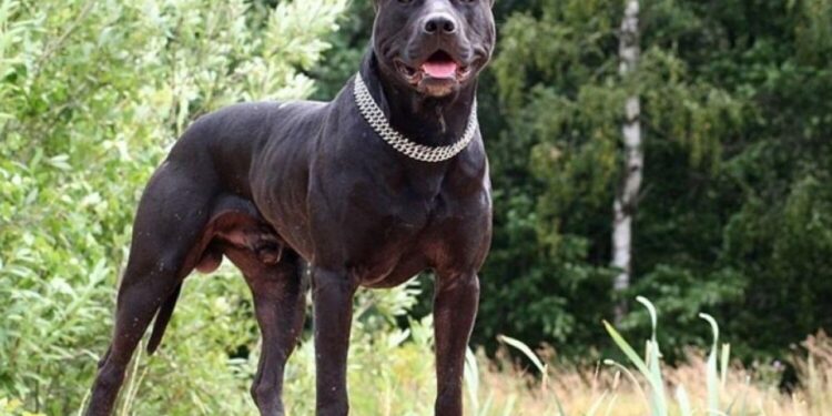 Black Panther Pitbull