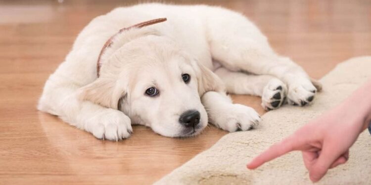 Dogs With Urinary Health