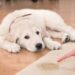 Dogs With Urinary Health