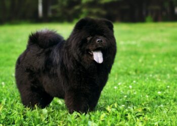 Black Chow Chow