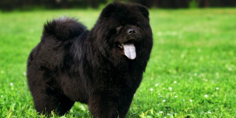 Black Chow Chow