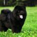 Black Chow Chow