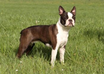 Brindle Boston Terriers