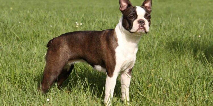 Brindle Boston Terriers