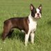 Brindle Boston Terriers