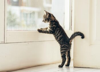 Indoor vs. Outdoor Cat