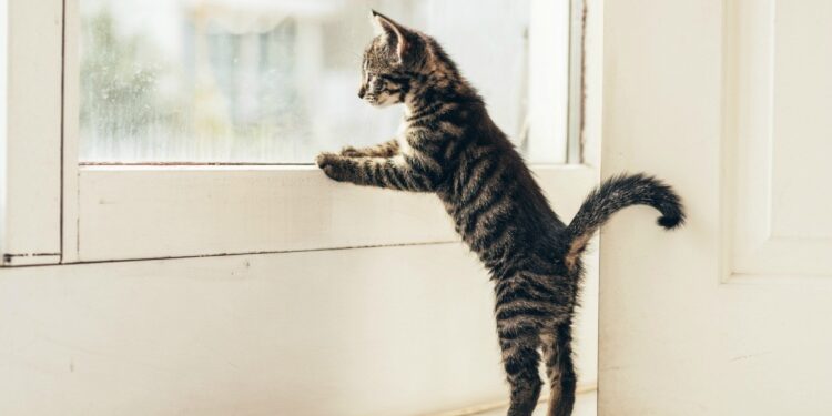 Indoor vs. Outdoor Cat