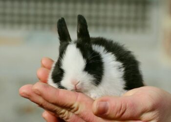 black and white bunny