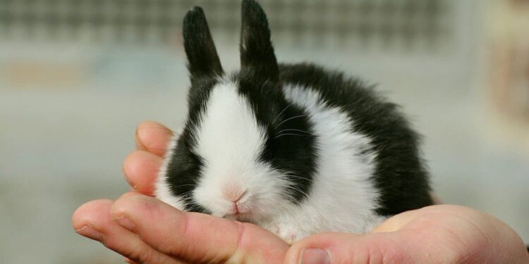 black and white bunny