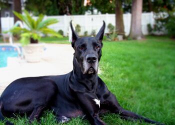 Black Great Dane