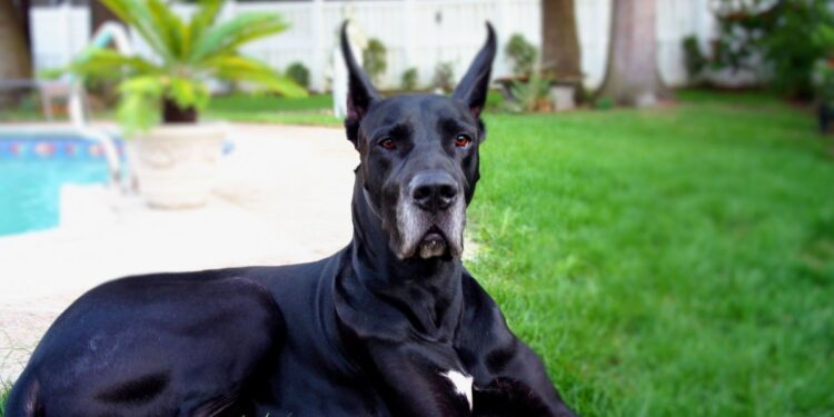 Black Great Dane