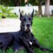 Black Great Dane