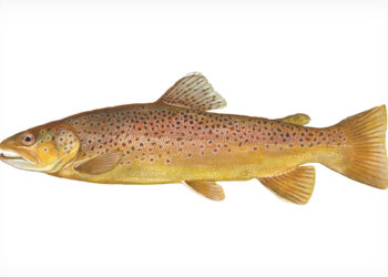 Brown Trout