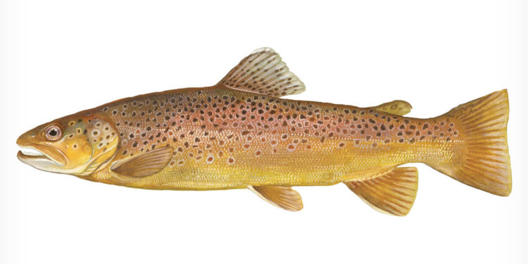 Brown Trout