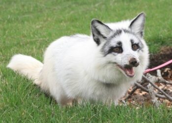 Canadian Marble Fox