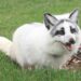 Canadian Marble Fox