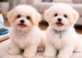 Crusty White Dog Explained White Crusty Dog Breed Myths and Facts