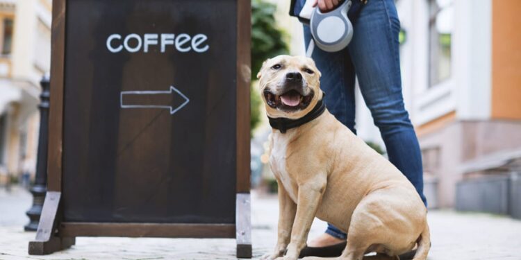 Dog Cafes