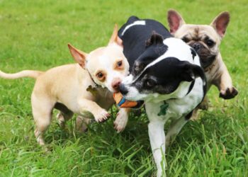 Enjoying Fall Festivities