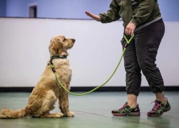On-Site Dog Training Sessions