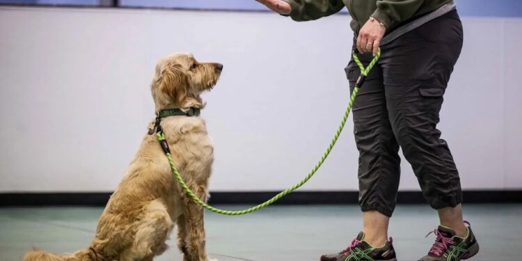 On-Site Dog Training Sessions