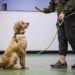 On-Site Dog Training Sessions