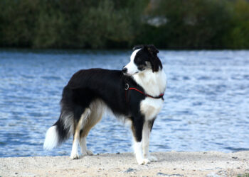 Short Haired Border Collie