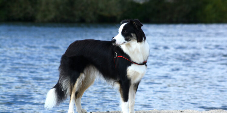 Short Haired Border Collie