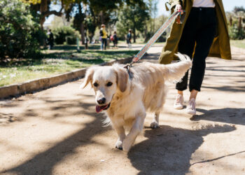 Train Your Dog to Ignore Other Dogs