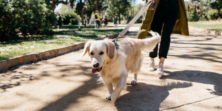 Train Your Dog to Ignore Other Dogs