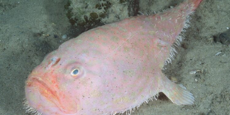 blob fish