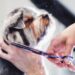 Dog Grooming