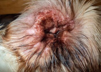 Yeast Infections in Dogs