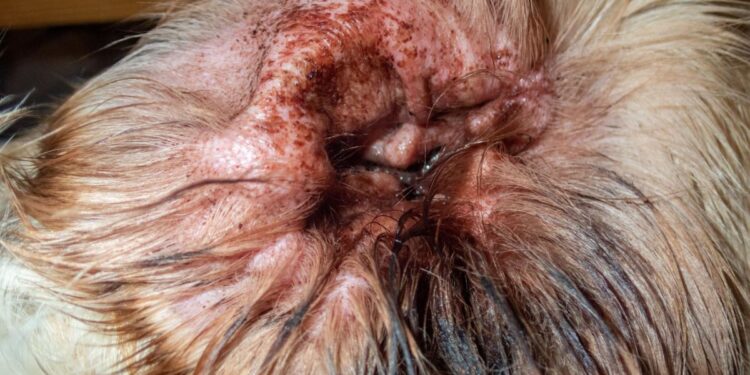 Yeast Infections in Dogs