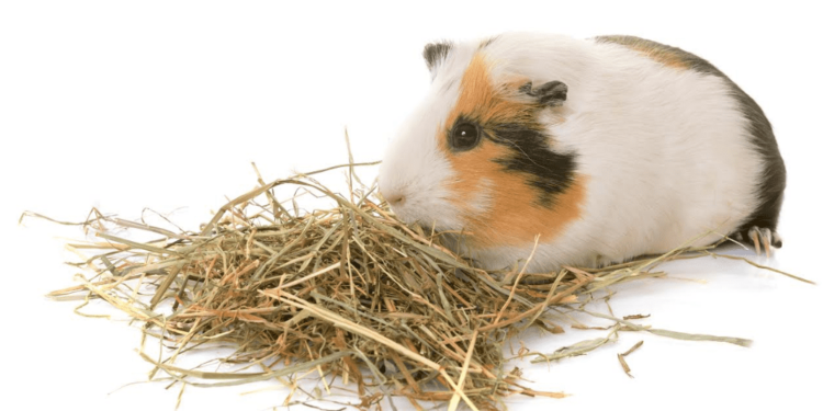 Guinea Pigs