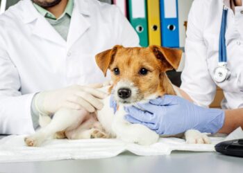 Relief Veterinary Services