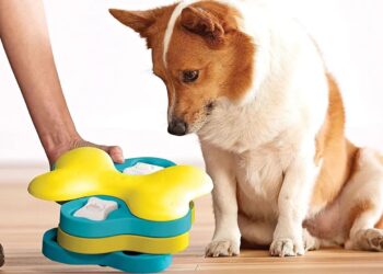Dog Toys and Accessories for Your Growing Puppy