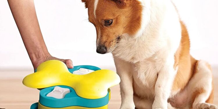 Dog Toys and Accessories for Your Growing Puppy