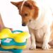 Dog Toys and Accessories for Your Growing Puppy