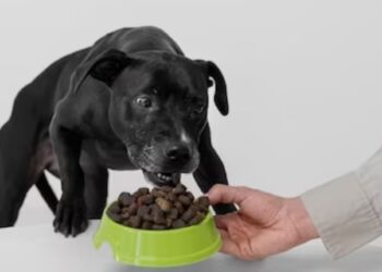 Exciting Flavors Of CBD Treats