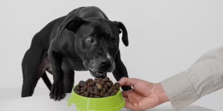 Exciting Flavors Of CBD Treats