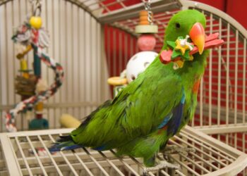 Pet Parrot Toys