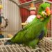 Pet Parrot Toys