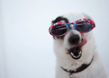 Keep Your Dog Entertained