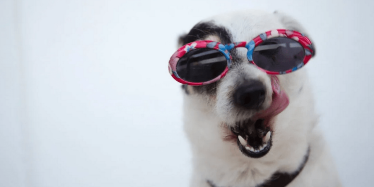 Keep Your Dog Entertained