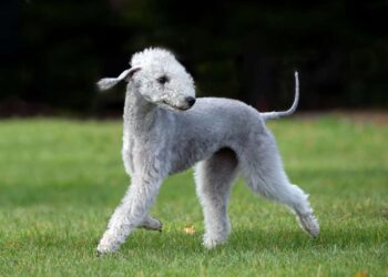 the most unusual dogs