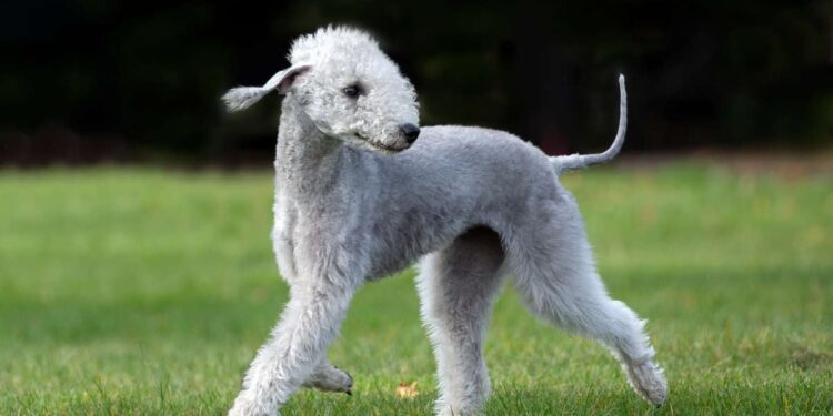 the most unusual dogs