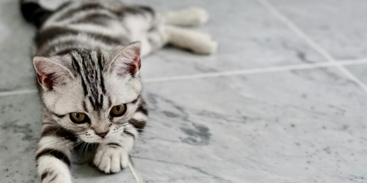 Home Clean if You Have Cats