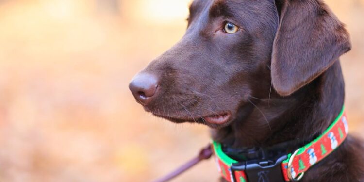 Correct Collar For Your Dog